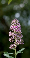 绣线菊，野外自然生长的清新蜜源草本植物绣线菊图片