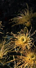 秋菊，花中四君子之一的秋菊，野外生长唯美清新花朵秋菊图片