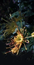 秋菊，花中四君子之一的秋菊，野外生长唯美清新花朵秋菊图片