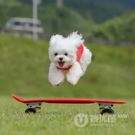 一只白色的狗狗，跳跃中的狗狗在草地上玩滑轮板软萌可爱头像图片