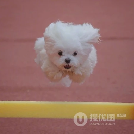 一只白色的狗狗，跳跃中的狗狗在草地上玩滑轮板软萌可爱头像图片