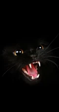 猫咪可以拍的这么可爱吗？超可爱萌猫手机壁纸