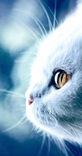 猫咪可以拍的这么可爱吗？超可爱萌猫手机壁纸