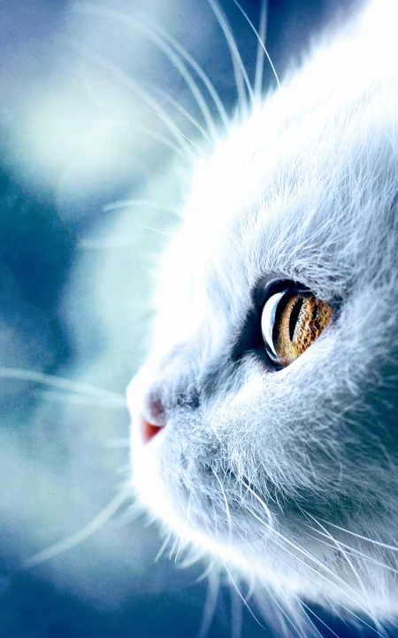 猫咪可以拍的这么可爱吗？超可爱萌猫手机壁纸