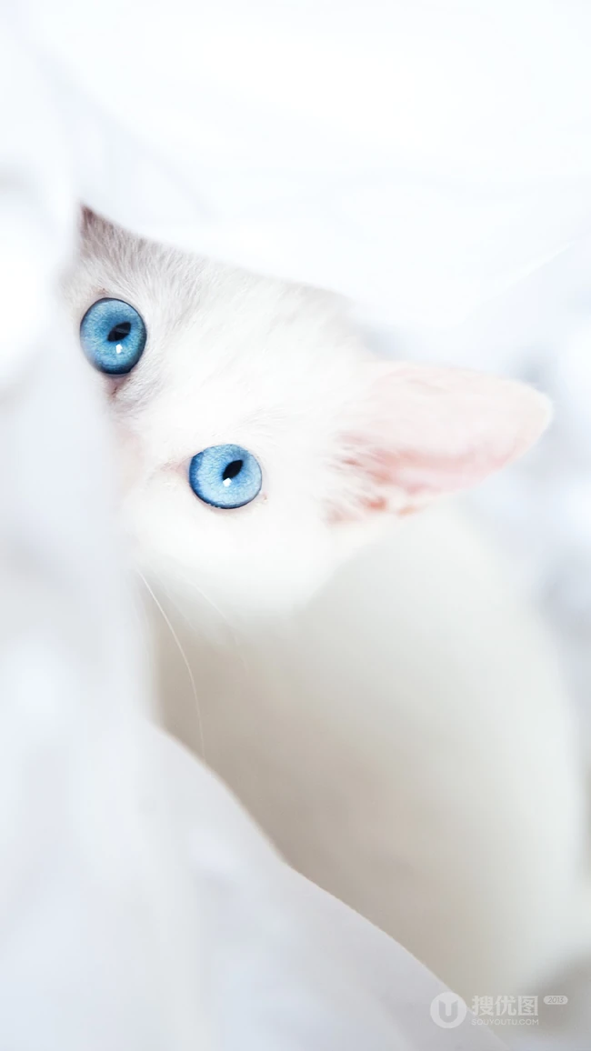猫咪可以拍的这么可爱吗？超可爱萌猫手机壁纸