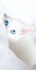 猫咪可以拍的这么可爱吗？超可爱萌猫手机壁纸