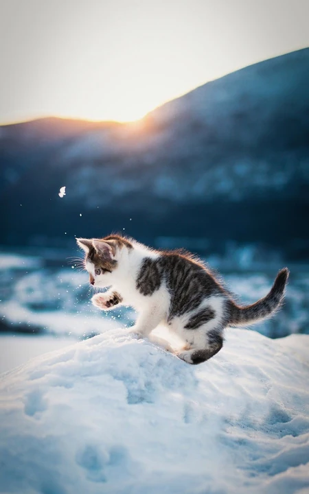 雪地里玩耍的小萌猫
