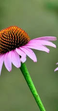 松果菊，花朵较大，色彩艳丽的松果菊高清微距图片