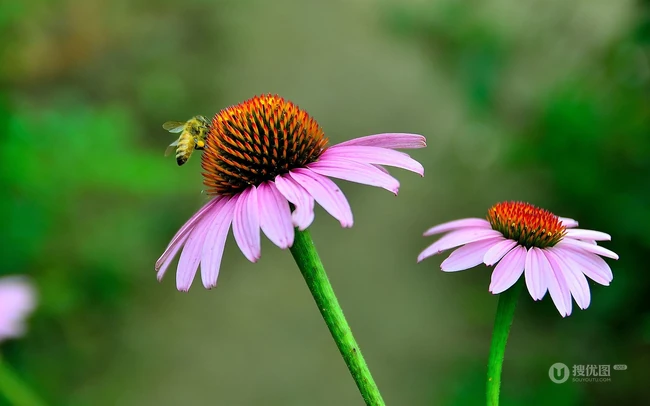 松果菊，花朵较大，色彩艳丽的松果菊高清微距图片