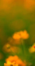 波斯菊，花开铺满绿地的黄色波斯菊唯美清新护眼图片