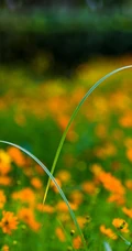 波斯菊，花开铺满绿地的黄色波斯菊唯美清新护眼图片