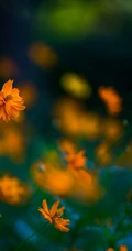 波斯菊，花开铺满绿地的黄色波斯菊唯美清新护眼图片