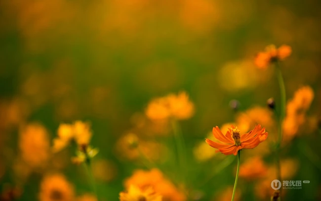 波斯菊，花开铺满绿地的黄色波斯菊唯美清新护眼图片