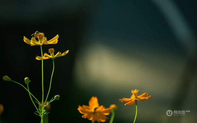 波斯菊，花开铺满绿地的黄色波斯菊唯美清新护眼图片