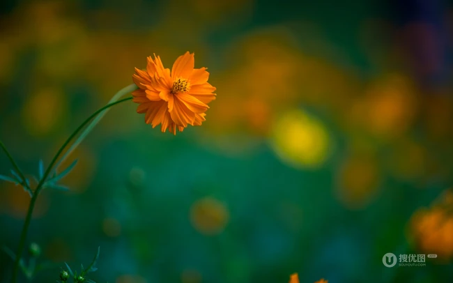 波斯菊，花开铺满绿地的黄色波斯菊唯美清新护眼图片