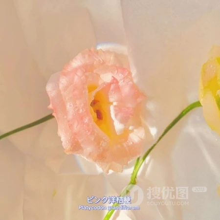 简单耐看，和夏日很搭，唯美清新又解暑的插画，杯子，静物微信头像图片