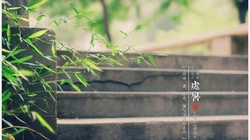 处暑壁纸，以清新秋蝉、台阶、柳叶等景色为背景的处暑节气壁纸图片