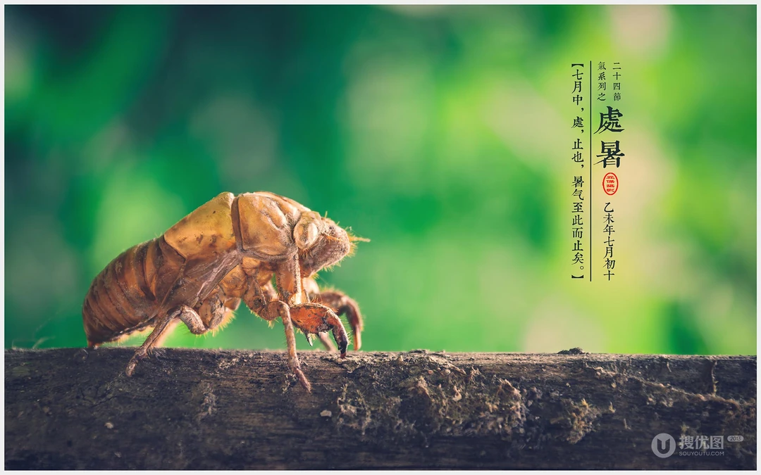 处暑壁纸，以清新秋蝉、台阶、柳叶等景色为背景的处暑节气壁纸图片
