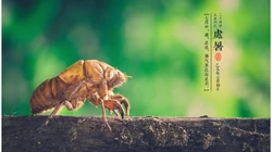 处暑壁纸，以清新秋蝉、台阶、柳叶等景色为背景的处暑节气壁纸图片