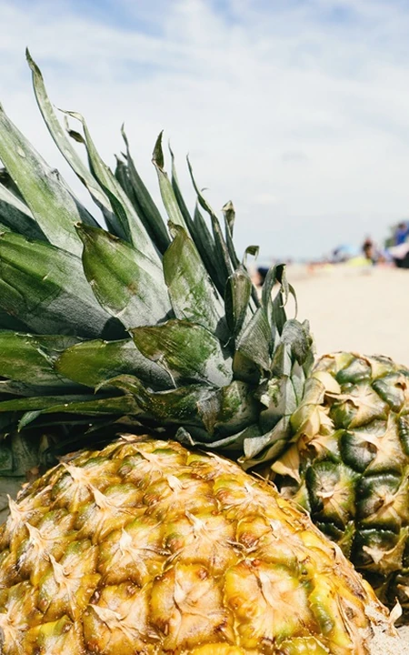 个头超大的凤梨，摆放在海边礁石，沙滩，桌子上的凤梨图片大图
