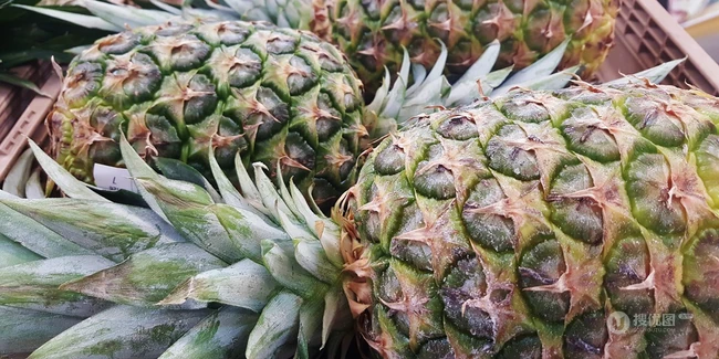 个头超大的凤梨，摆放在海边礁石，沙滩，桌子上的凤梨图片大图 第2张