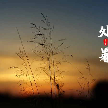 处暑，以逆光下的麦田、小麦、麦穗为背景的处暑节气壁纸图片