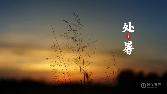 处暑，以逆光下的麦田、小麦、麦穗为背景的处暑节气壁纸图片