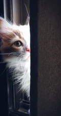 可爱的宠物猫咪摄影手机壁纸下载