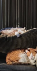 可爱的宠物猫咪摄影手机壁纸下载