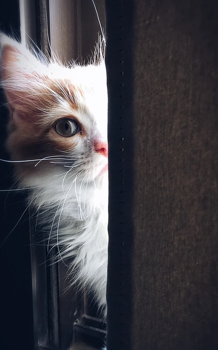可爱的宠物猫咪摄影手机壁纸下载