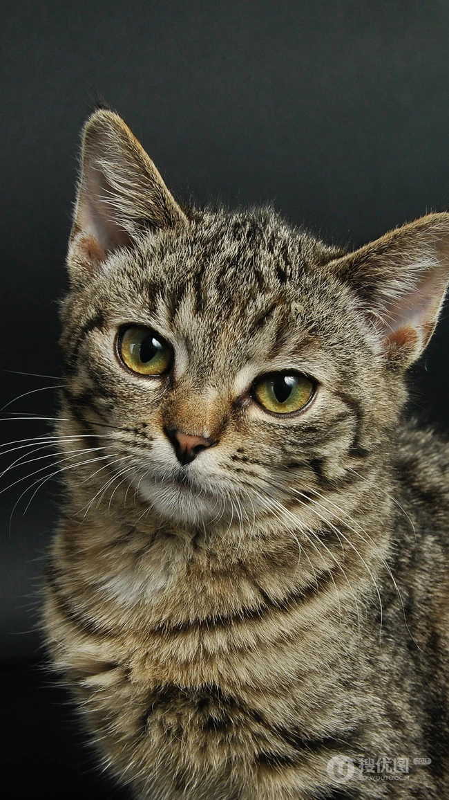 可爱的宠物猫咪摄影手机壁纸下载
