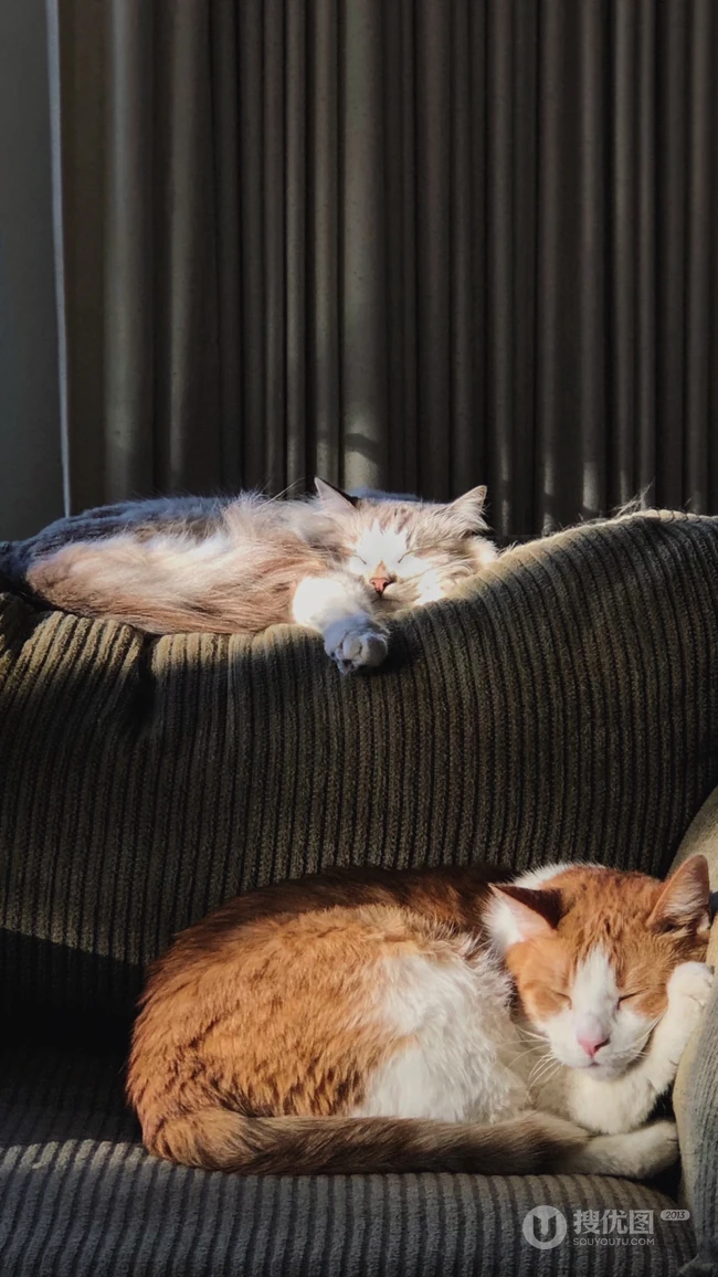 可爱的宠物猫咪摄影手机壁纸下载