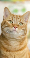 窗台上蹲着胖胖的宠物黄猫手机壁纸