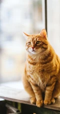 窗台上蹲着胖胖的宠物黄猫手机壁纸