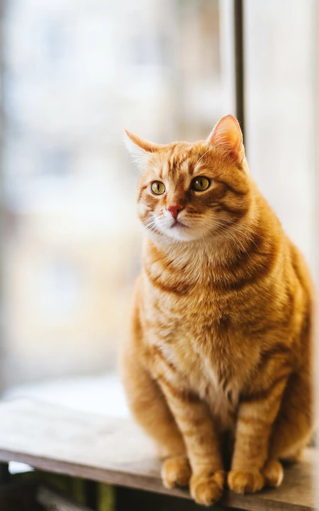 窗台上蹲着胖胖的宠物黄猫手机壁纸