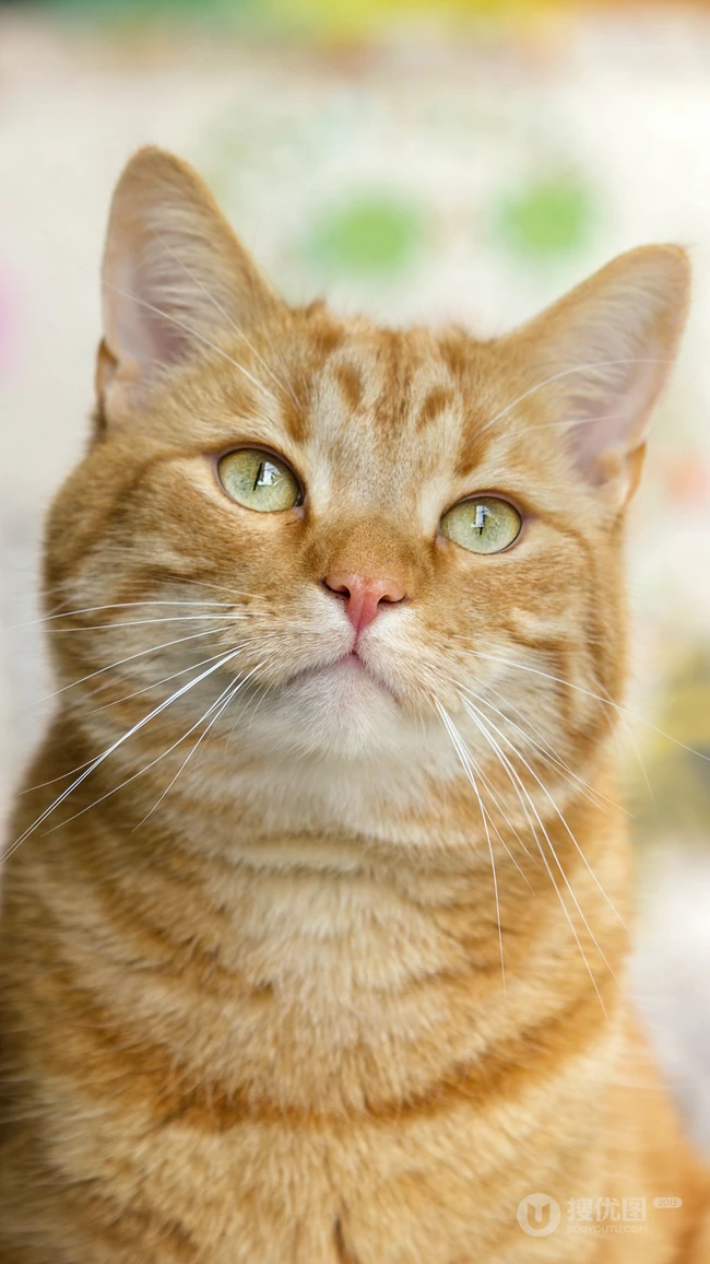 窗台上蹲着胖胖的宠物黄猫手机壁纸
