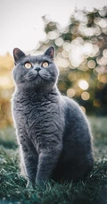 草地上的黑色的宠物猫高清摄影手机壁纸