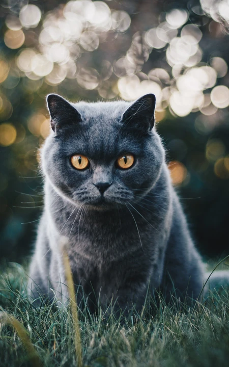 草地上的黑色的宠物猫高清摄影手机壁纸