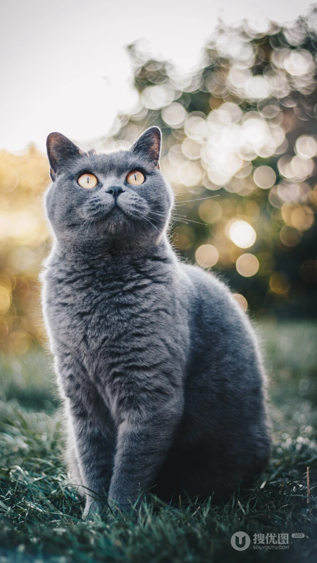 草地上的黑色的宠物猫高清摄影手机壁纸
