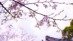 浪漫的代表植物&ldquo;唯美樱花&rdquo;，樱花树的电脑壁纸