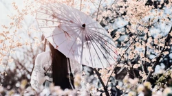 浪漫的代表植物&ldquo;唯美樱花&rdquo;，樱花树的电脑壁纸