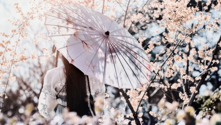 浪漫的代表植物&ldquo;唯美樱花&rdquo;，樱花树的电脑壁纸