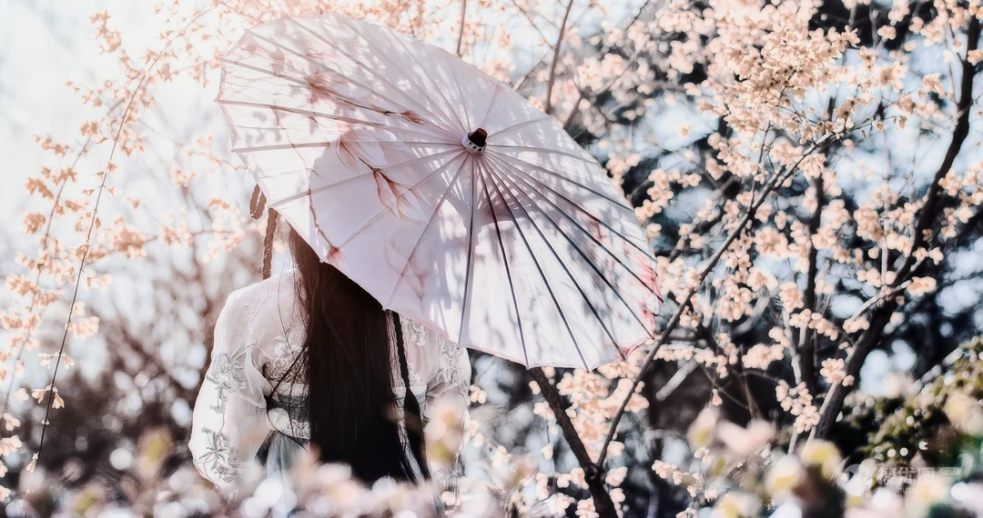 浪漫的代表植物&ldquo;唯美樱花&rdquo;，樱花树的电脑壁纸