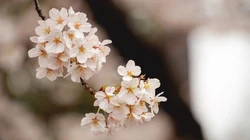 浪漫的代表植物&ldquo;唯美樱花&rdquo;，樱花树的电脑壁纸