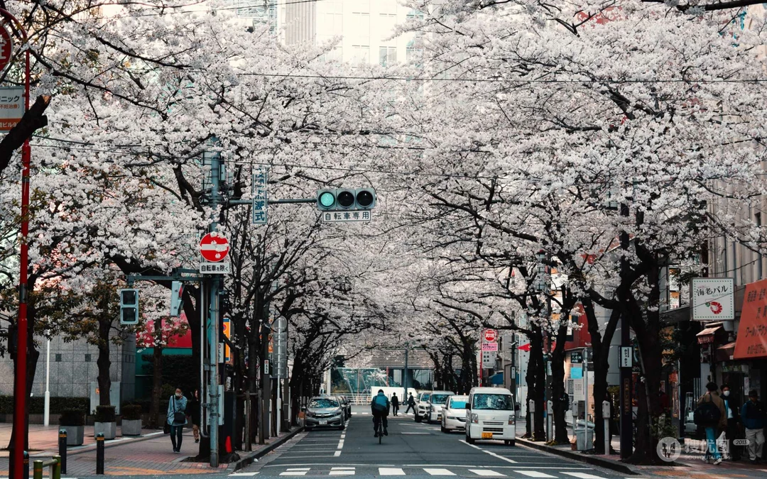 日本种满樱花树的城市街道电脑壁纸