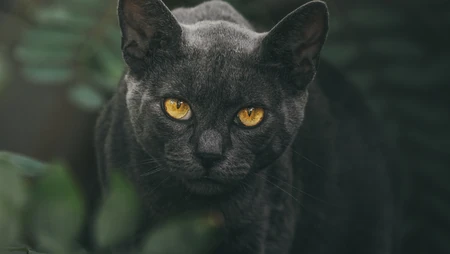 黄色眼球的黑猫高清摄影壁纸