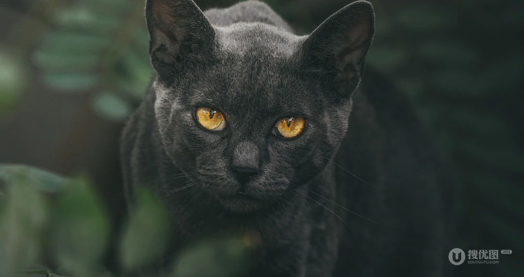 黄色眼球的黑猫高清摄影壁纸