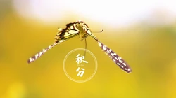 翩翩起舞的恋花蝴蝶唯美秋分节气壁纸图片
