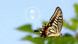 翩翩起舞的恋花蝴蝶唯美秋分节气壁纸图片