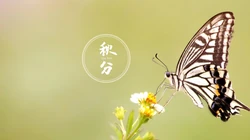 翩翩起舞的恋花蝴蝶唯美秋分节气壁纸图片
